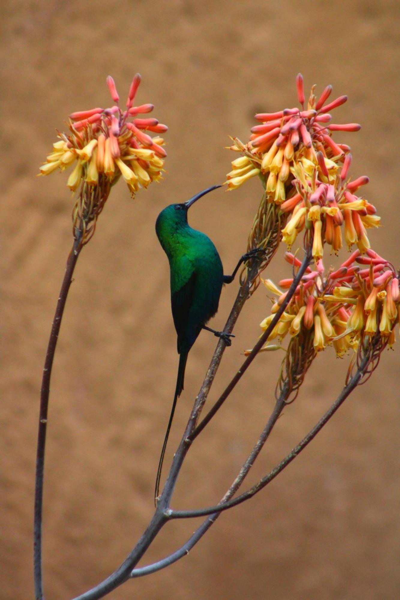 Bosch Luys Kloof Nature Reserve Ladismith Zewnętrze zdjęcie