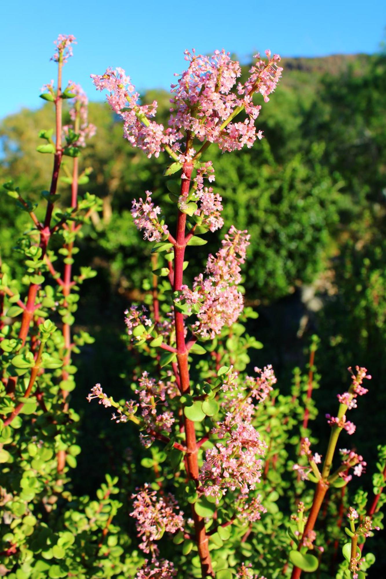 Bosch Luys Kloof Nature Reserve Ladismith Zewnętrze zdjęcie