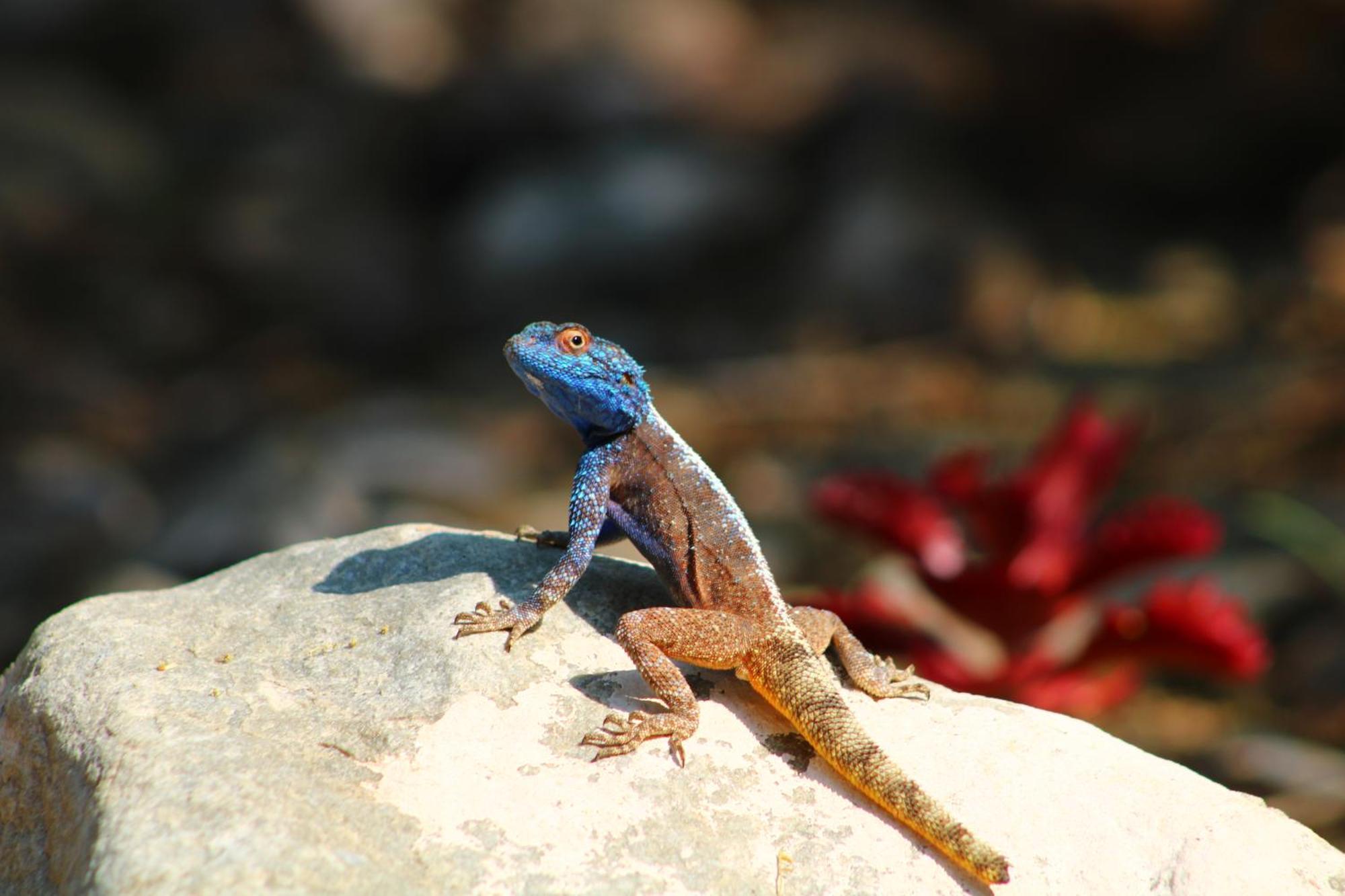 Bosch Luys Kloof Nature Reserve Ladismith Zewnętrze zdjęcie