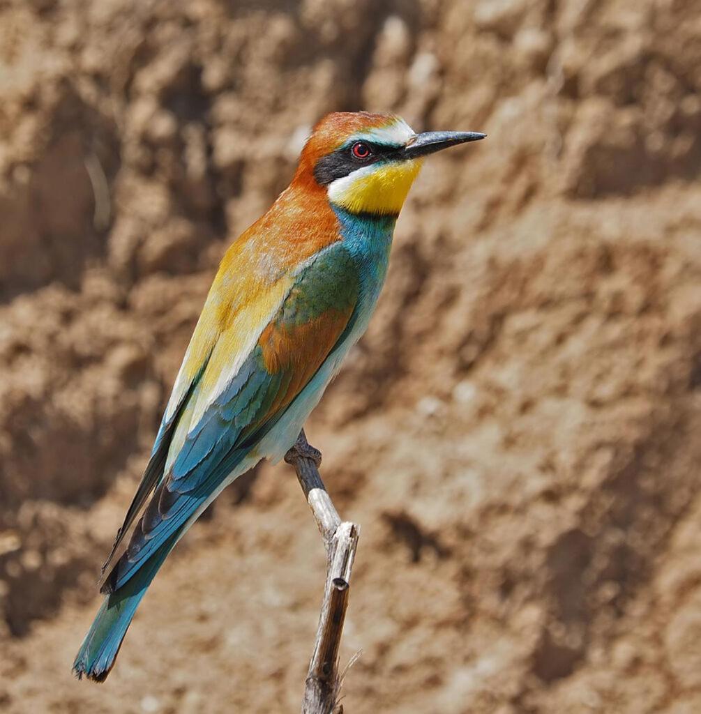Bosch Luys Kloof Nature Reserve Ladismith Zewnętrze zdjęcie