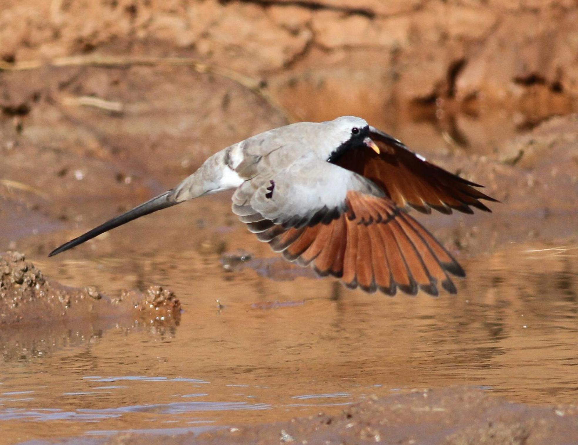 Bosch Luys Kloof Nature Reserve Ladismith Zewnętrze zdjęcie