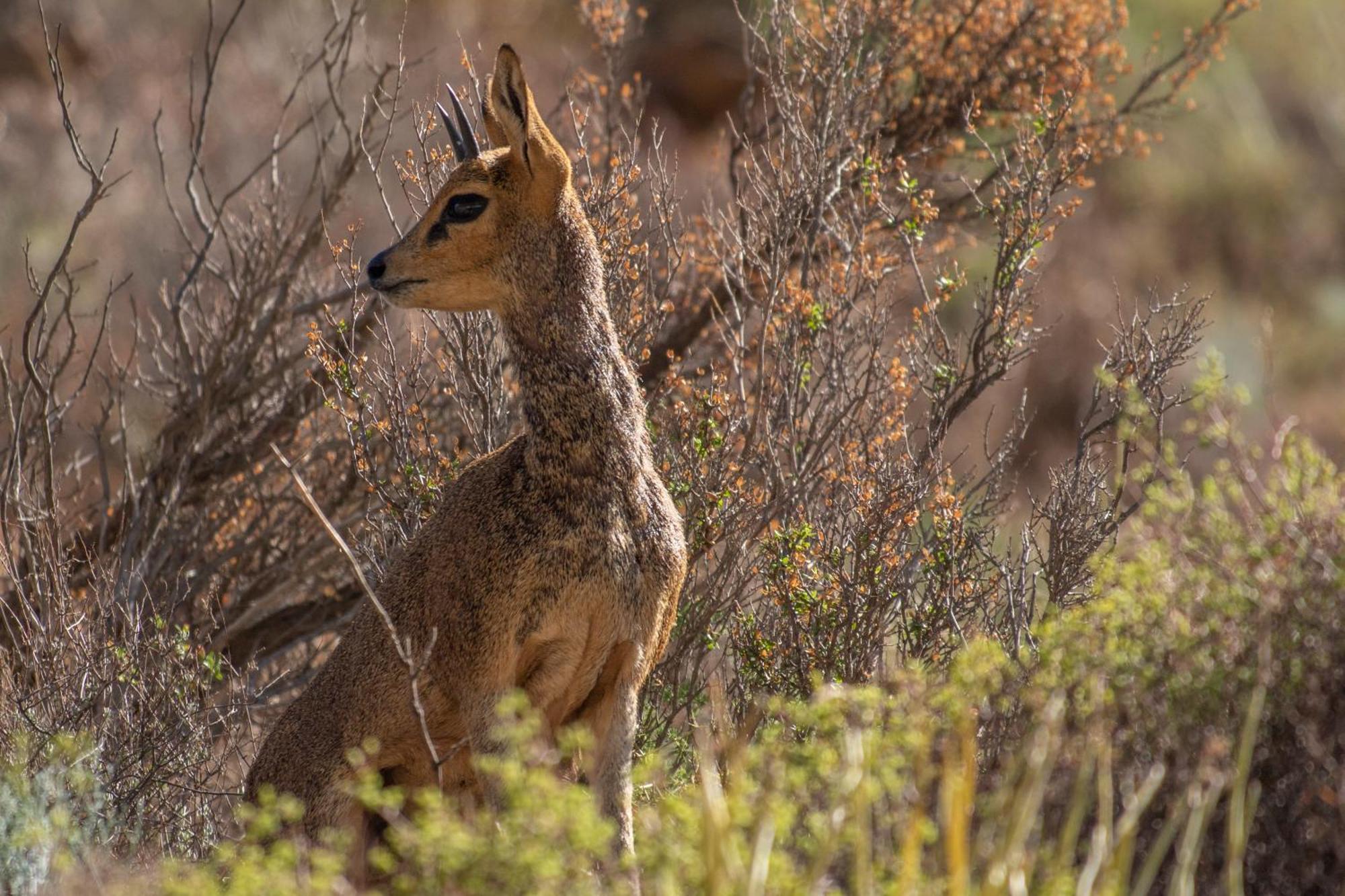 Bosch Luys Kloof Nature Reserve Ladismith Zewnętrze zdjęcie