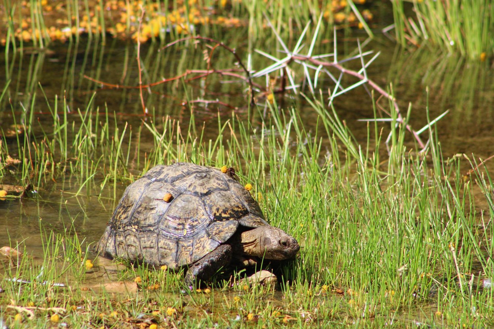 Bosch Luys Kloof Nature Reserve Ladismith Zewnętrze zdjęcie