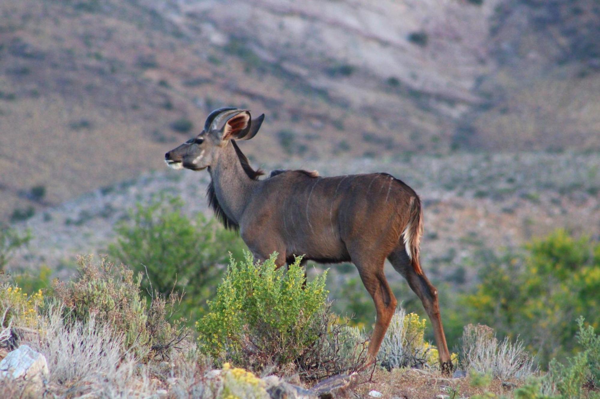 Bosch Luys Kloof Nature Reserve Ladismith Zewnętrze zdjęcie