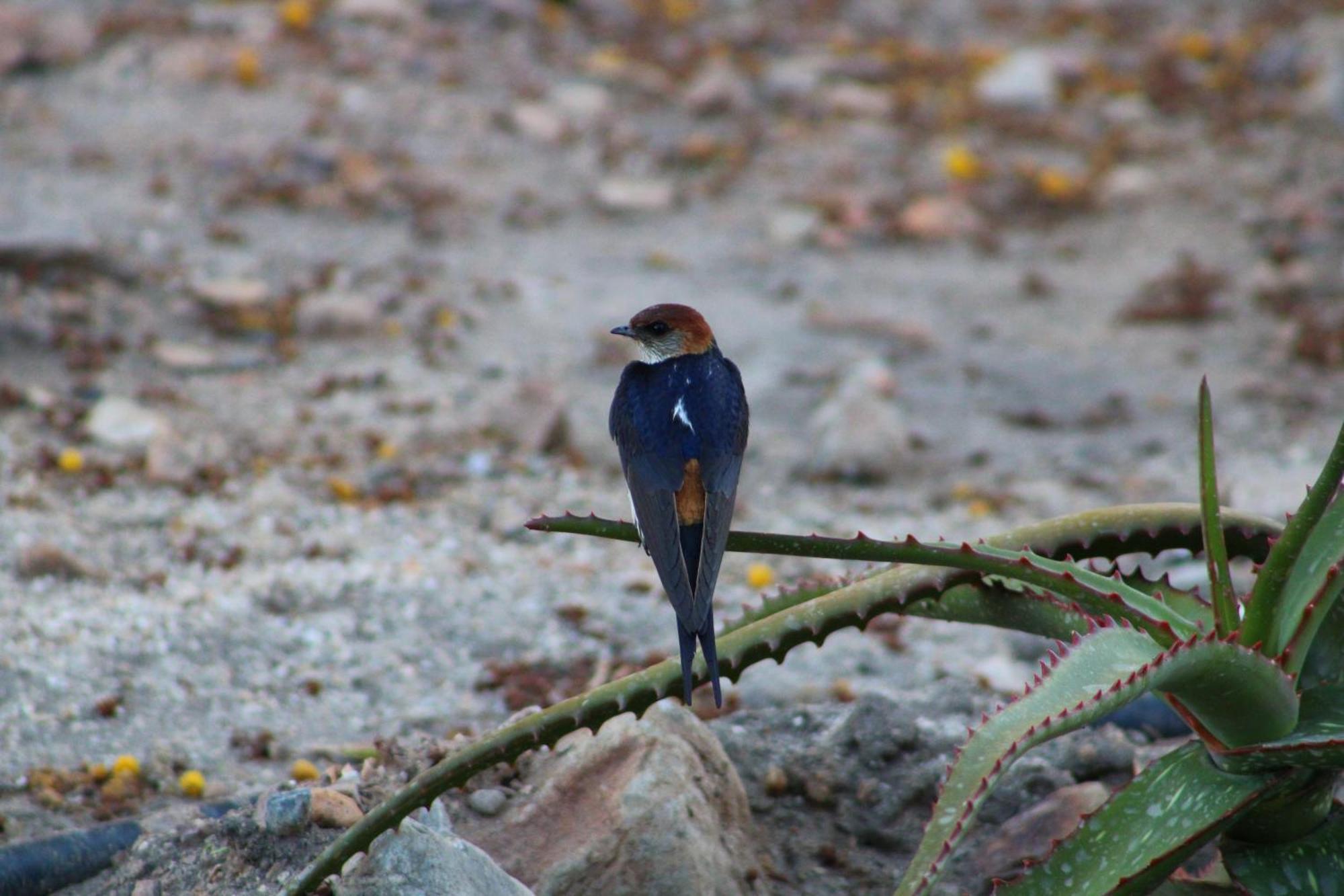 Bosch Luys Kloof Nature Reserve Ladismith Zewnętrze zdjęcie