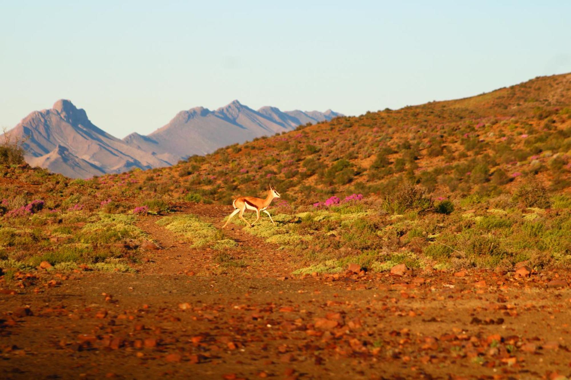 Bosch Luys Kloof Nature Reserve Ladismith Zewnętrze zdjęcie